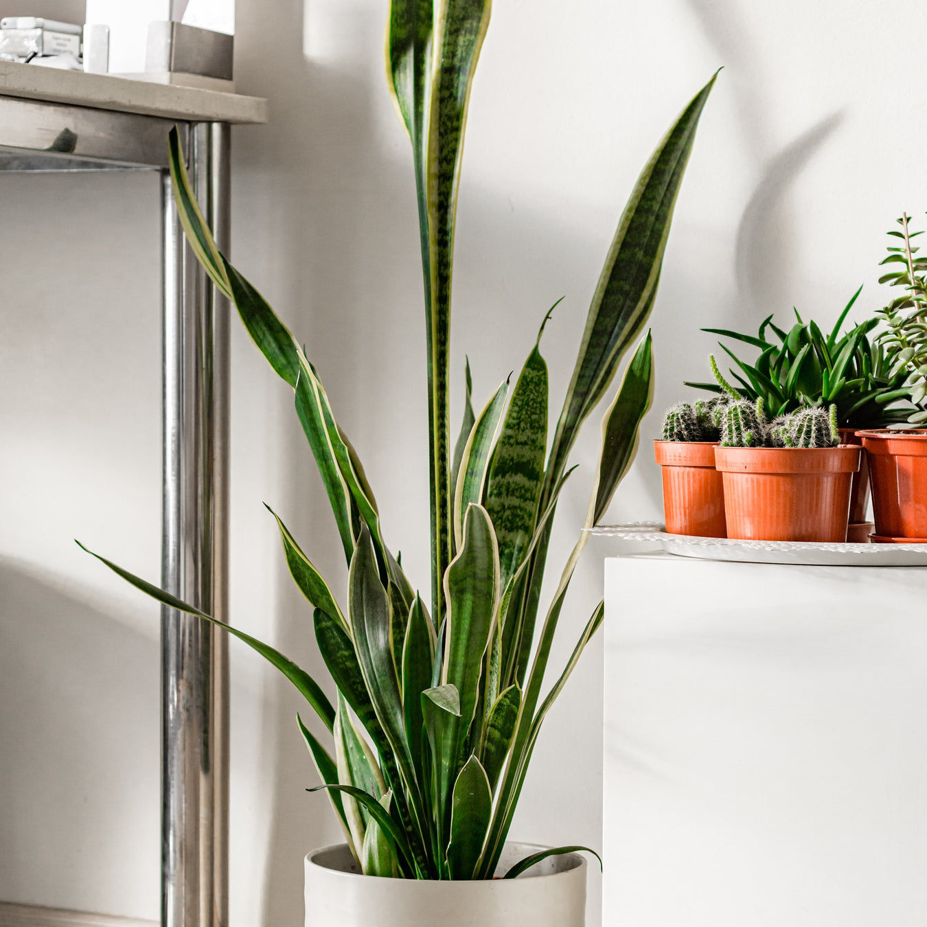Pots, Planters & Plant Stands