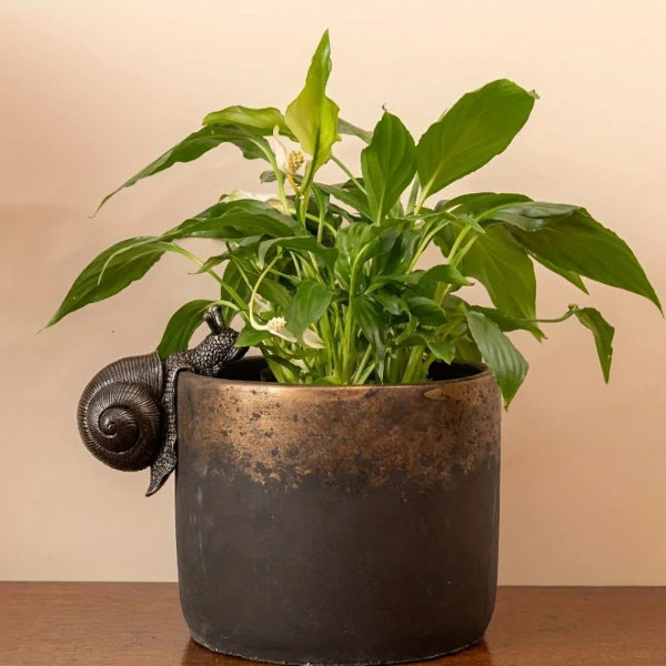 Snail Plant Pot Ornament
