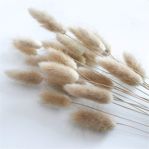 dried rabbit tail grass
