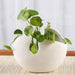 decorative ceramic planter