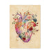 Anatomica Collection - Cor Meum - Human Heart