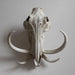 Resin Warthog Skull Mount