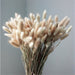 dried bunny tail grass