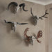 Faux skull and antlers