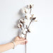 Dried Cotton Flowers