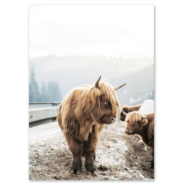 High quality art print of a highland bull