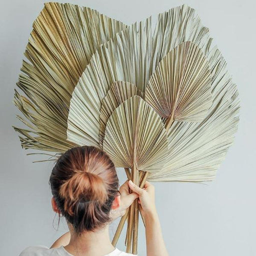Dried Fan Palm Leaf